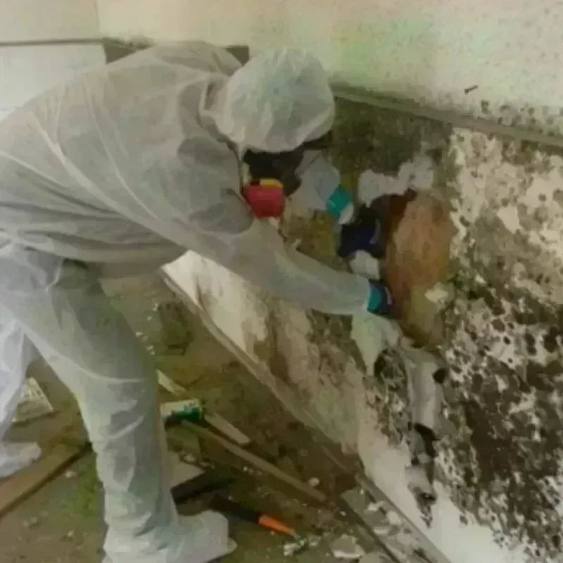 Mold Remediation and Removal in Saint Paul, NE